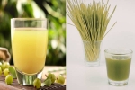 Amla Juice Vs Wheatgrass Juice liver, Amla Juice, amla juice vs wheatgrass juice for fatty liver, Drinking Amla Juice Vs Wheatgrass Juice liver, Amla Juice, amla juice vs wheatgrass juice for fatty liver, Drinking