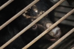 Tan Re Qing, Tan Re Qing, bear bile touted as a potent coronavirus treatment by china, South east asia