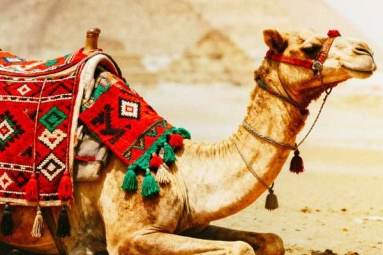 Benefits and Side Effects of Camel Milk Benefits and Side Effects of Camel Milk