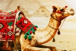 Camel Milk side effects, Camel Milk side effects, benefits and side effects of camel milk, Vitamin d Camel Milk side effects, Camel Milk side effects, benefits and side effects of camel milk, Vitamin d