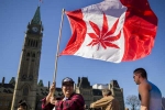 Legalize, Recreational Marijuana, canada senate legalizes recreational marijuana, Marijuana