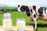 Cow Milk Protein latest, Cow Milk Protein, can cow milk protein lead to type 1 diabetes, Evidence