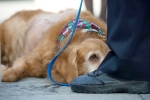 life-threatening animal abuse, animal cruelty, california woman arrested with abandoning dog with 42 pound tumor, Old is gold