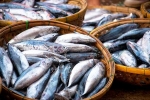 Fish advantages, Fish for hair loss, eat this fish twice a week to stop hair loss, New delhi
