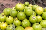 Guava health tips, Guava latest breaking, who should be careful with guava, Rbi Guava health tips, Guava latest breaking, who should be careful with guava, Rbi
