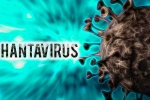 Hantavirus spreading, Hantavirus spreading, hantavirus has 38 strains and 1 spread to humans, Hantavirus Hantavirus spreading, Hantavirus spreading, hantavirus has 38 strains and 1 spread to humans, Hantavirus