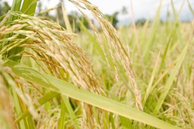 IPAB to allot GI tag to Indian Basmati Rice IPAB to allot GI tag to Indian Basmati Rice},{IPAB to allot GI tag to Indian Basmati Rice