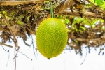 plant medicine for Snake Venom, plant medicine for Snake Venom, this miraculous plant can neutralise snake venom in minutes, Make