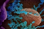 Lambda variant news, Lambda variant updates, all about the new lambda variant of coronavirus and its symptoms, Chile
