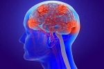 Coronavirus, Coronavirus symptoms, coronavirus can cause long term loss of brain tissue, Fda