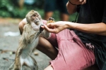 Monkey Bite medication, Monkey Bite, what to do after a monkey bite, Monkeys