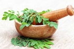 Moringa diet, Moringa, is moringa a must have in your diet, Facts Moringa diet, Moringa, is moringa a must have in your diet, Facts