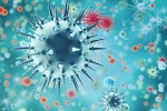 China, pandemic, a new virus discovered in china is another pandemic on the way, New virus