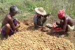 cost per acre to grow potatoes, potato yield per acre, pepsico case potato farmers in gujarat seek compensation for harassment, Pepsico