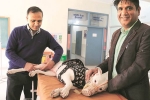 NRI news, NRI visits India for pet surgery, nri visits india for pet surgery, Medical tourism
