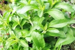 Stevia for health, Stevia for health, is consuming stevia bad for blood sugar levels, High blood pressure