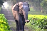 safety, safety, tamed elephants in india to get unique identification numbers like aadhar, Unique identification number