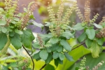 how to use tulsi for skin, how to use tulsi for hair, tulsi for skin how this indian herb helps in making your skin acne free glowing, Skin diseases