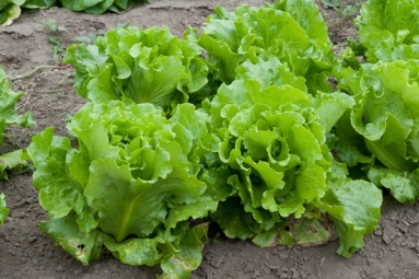 Leafy Vegetables shortage in Bay Area