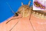 Russia, Russia, russia warns of west nile virus, New virus