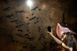 Wuhan CDC video, Wuhan CDC, a sensational video of scientists of wuhan cdc collecting samples in bat caves, Wuhan cdc