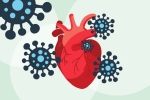 COVID-19, heart muscle, covid 19 can lead to heart complications not found in any other disease study, Autopsy