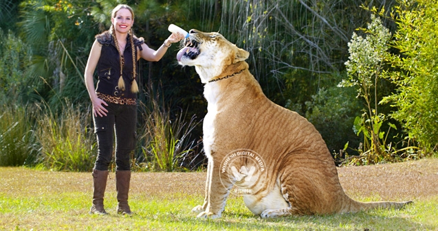 World's largest cat, Hercules, is a Liger},{World's largest cat, Hercules, is a Liger