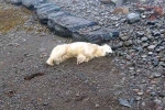 Polar Bear In Iceland videos, Polar Bear In Iceland latest, polar bear appears in iceland for the first time in 8 years, Hungry