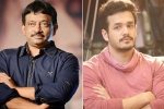 Nagarjuna news, Akhil 4, ram gopal varma to direct akhil, Rgv twitter